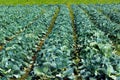 Rows of green cabbage on a field Royalty Free Stock Photo