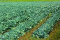 Rows of green cabbage on a field Royalty Free Stock Photo