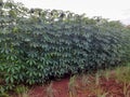 Rows Of Green Cassava Trees