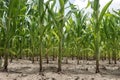 Rows of corn maize growing in the field Royalty Free Stock Photo