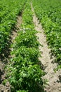 Rows of green field of flowering potatoes in summer on a sunny day. Agriculture