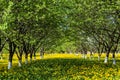 Arch alley at spring. Rows of green gardening blooming fruit trees.