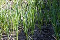 Rows of green garlic plants Royalty Free Stock Photo
