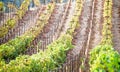 Rows of grapevines in a vineyard Royalty Free Stock Photo