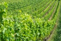 Rows of green grapevines on sloping ground in Lavaux vineyards Switzerland