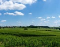 Rows of green grapevines in a vineyard under a blue sky with white cumulus clouds Royalty Free Stock Photo