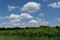 Rows of green grapevines in a vineyard under a blue sky with white cumulus clouds Royalty Free Stock Photo