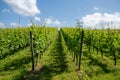 Rows of green grapevines in a vineyard under a blue sky with white cumulus clouds Royalty Free Stock Photo