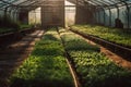 rows of green lettuce in a greenhouse, cultivation eco food generative ai