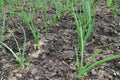 Rows of green onions