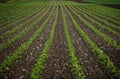 A field of green crops