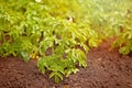 Rows of green potato plant in field Royalty Free Stock Photo