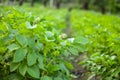 Rows of green potato plant in field Royalty Free Stock Photo