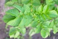 Rows of green potato plant in field Royalty Free Stock Photo