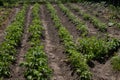 Rows of green potato plant in field Royalty Free Stock Photo