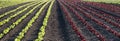 Rows of green and red lettuce seedlings on the field Royalty Free Stock Photo