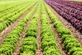 Rows of green and red oak leaf lettuce grown in open field under a bright sunshine Royalty Free Stock Photo