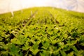 Rows of green seedlings in a greenhouse. The technology of cultivation plants. Modern agriculture, plant growing