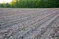 Rows of green seedlings sprout in the arable field in perspective Royalty Free Stock Photo