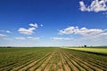 Rows of green soybeans against the blue sky. Soybean fields rows. Royalty Free Stock Photo