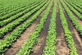 Rows of green soybeans against the blue sky. Soybean fields rows. Royalty Free Stock Photo