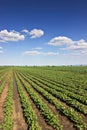 Rows of green soybeans against the blue sky. Soybean fields rows. Royalty Free Stock Photo