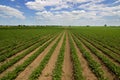 Rows of green soybeans against the blue sky. Soybean fields rows. Royalty Free Stock Photo