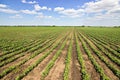 Rows of green soybeans against the blue sky. Soybean fields rows. Royalty Free Stock Photo