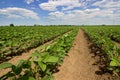 Rows of green soybeans against the blue sky. Soybean fields rows. Royalty Free Stock Photo