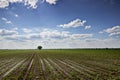 Rows of green soybeans against the blue sky. Soybean fields rows. Royalty Free Stock Photo