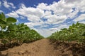 Rows of green soybeans against the blue sky. Soybean fields rows. Royalty Free Stock Photo