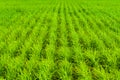 Rows of green sprouts of cereals. Slender bright green rows of young shoots of cereal crops. Agricultural background