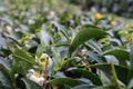 rows of green tea bushes in a mountain plantation autumn view