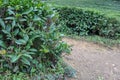 rows of green tea bushes in a mountain plantation autumn view