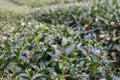 rows of green tea bushes in a mountain plantation autumn view