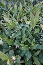 rows of green tea bushes in a mountain plantation autumn view