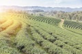 Rows of green terraced Choui Fong tea plantation on highland Royalty Free Stock Photo