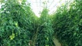 Rows of green tomato plants cultivated in the warmhouse