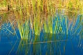 Rows of green and tropical cat tails or native grasses in the lake or river that grow in the warm seasons Royalty Free Stock Photo
