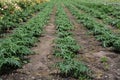 Rows of green unripe artichoke plants in an agricultural field