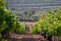 Rows of green vineyard in a clay soil field and a big pine in the background in Valencia, Spain. Beautiful natural background Royalty Free Stock Photo