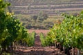 Rows of green vineyard in a clay soil field and a big pine in the background in Valencia, Spain. Beautiful natural wallpaper Royalty Free Stock Photo