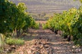 Rows of green vineyard in a rocky soil field and a big pine in the background in Valencia, Spain Royalty Free Stock Photo