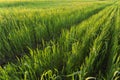 Rows in the green wheat field on sunset