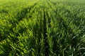 Rows in the green wheat field on sunset