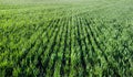 the concept of agriculture, planted wheat or rye, top view rows of green young shoots Royalty Free Stock Photo