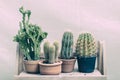 Rows group of various green cactus in clay and plastic pots on wood shelf Royalty Free Stock Photo