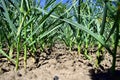 Rows of growing garlic on a farm.