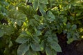 Potato bushes Royalty Free Stock Photo