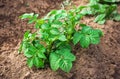 Rows of growth green potato plant Royalty Free Stock Photo